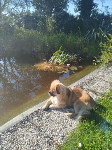 Tootsy notre petite chienne