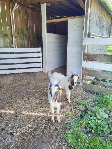 Astérix et Aubélix